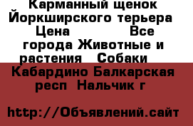 Карманный щенок Йоркширского терьера › Цена ­ 30 000 - Все города Животные и растения » Собаки   . Кабардино-Балкарская респ.,Нальчик г.